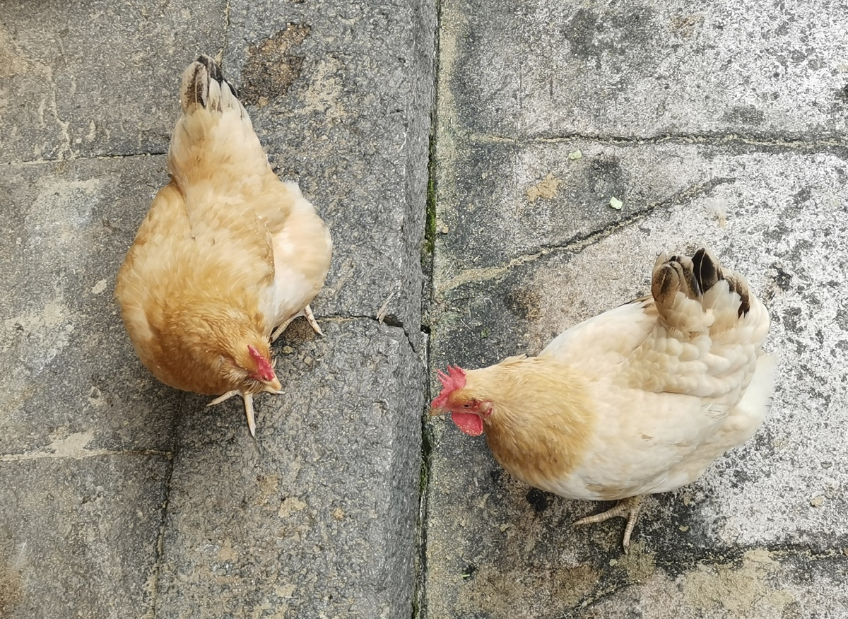 中国潮州梅州农村家禽动物