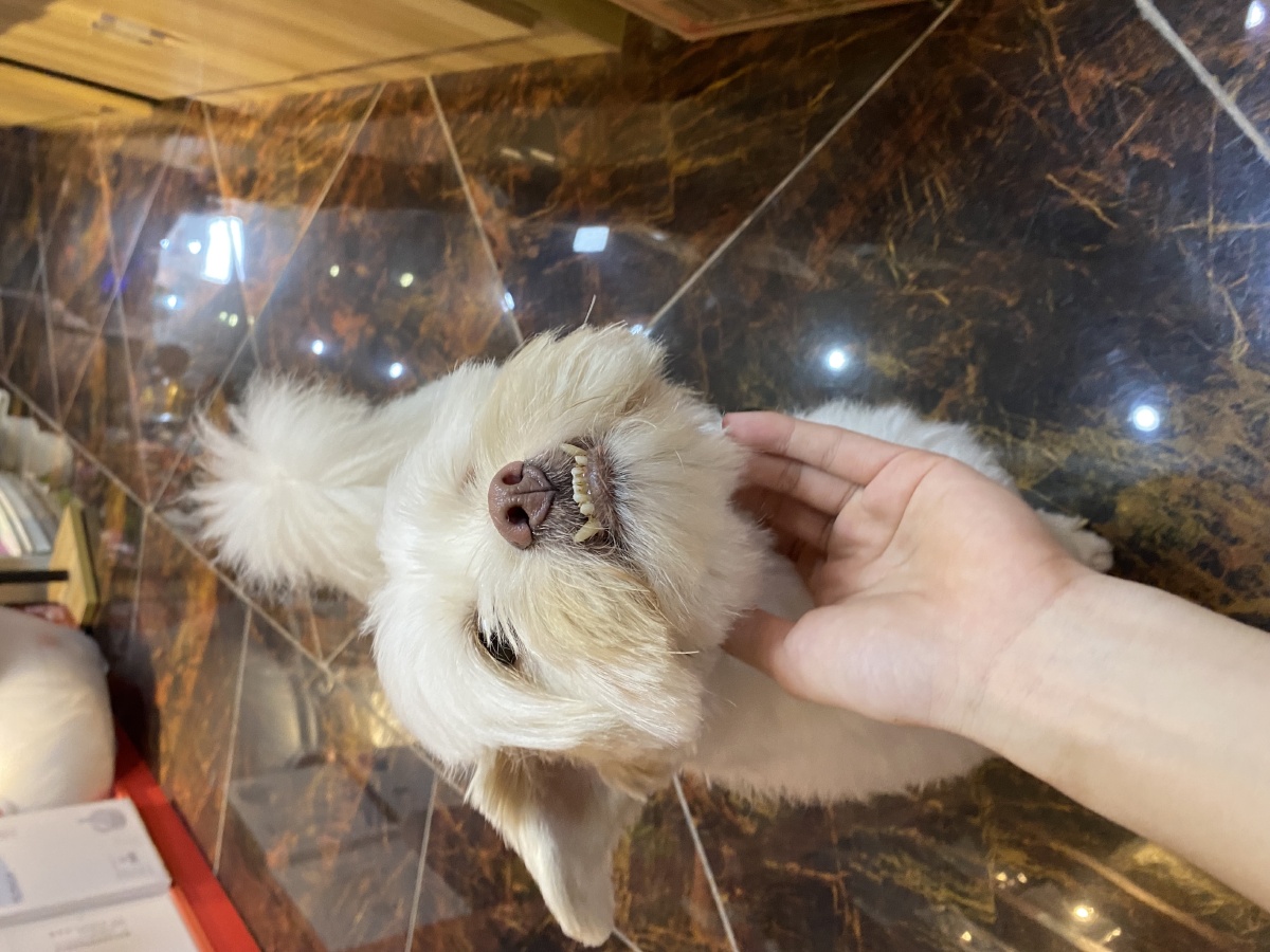 逃避镜头的龅牙