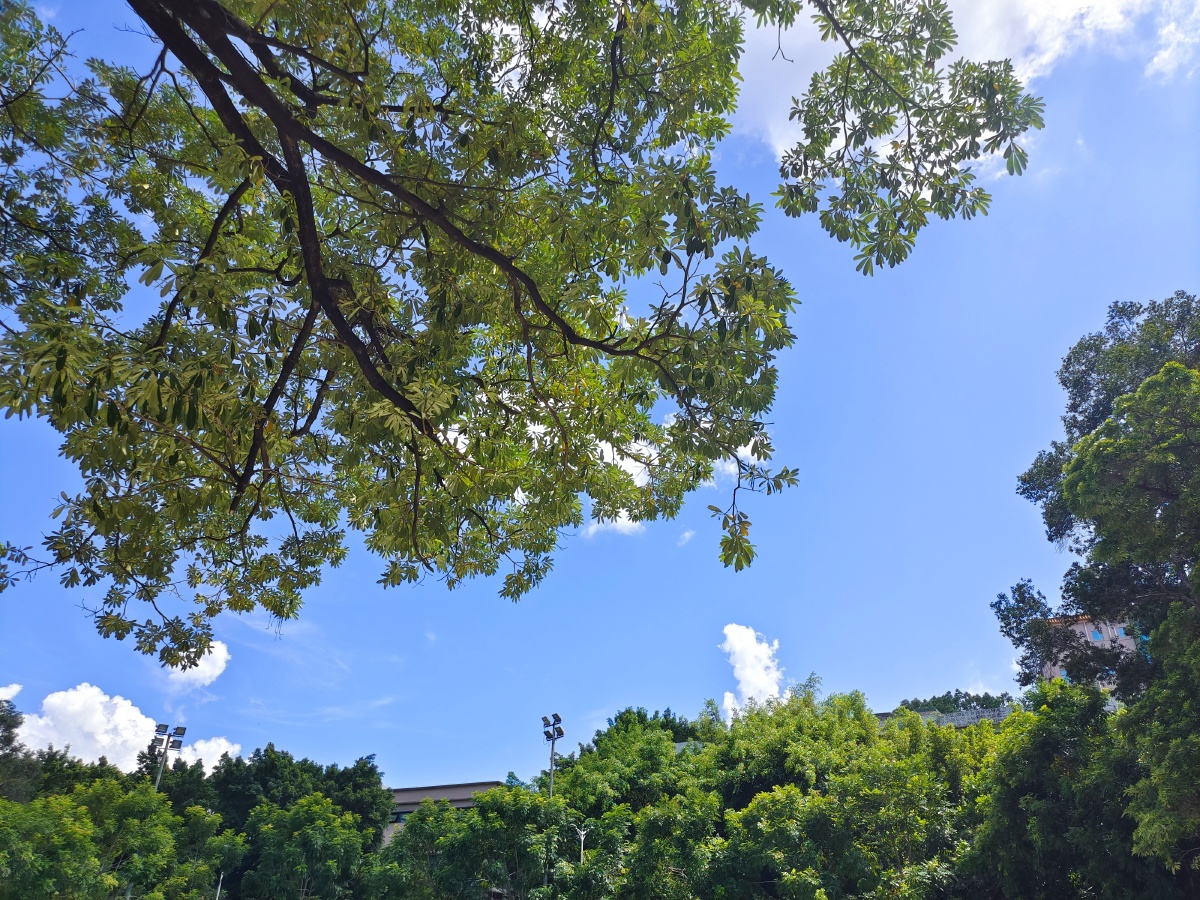 火伞高张 - 图虫