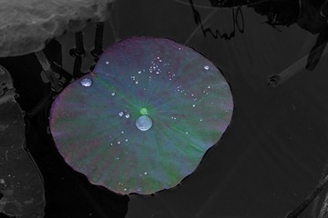 0D56710E-0EE6-4083-A16F-D83C36180FF2/L0/001