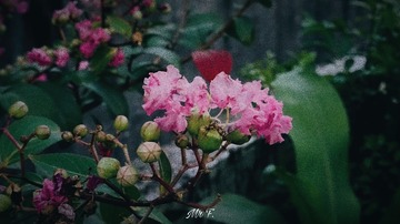 295972