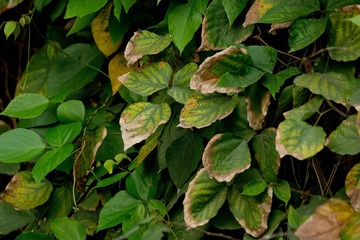 DSC00316-CR.jpg