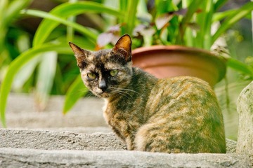 DSC06838-CR.jpg