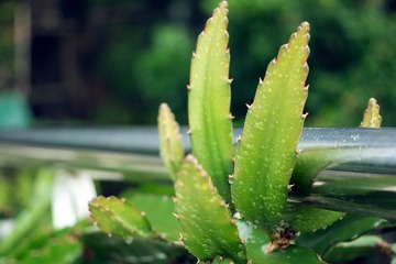 DSC08187-CR.jpg