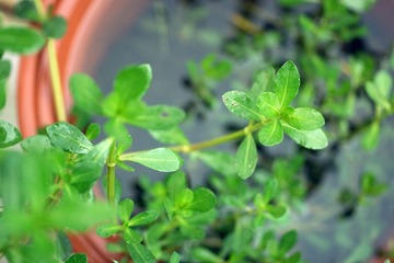 DSC08192-CR.jpg