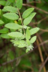 DSC08209-CR.jpg
