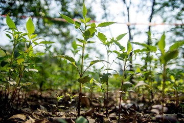 DSC08587-CS6-RAW.jpg