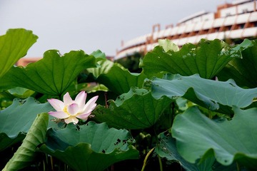 DSC08800.jpg