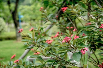 DSC08821-CS6-RAW.JPG