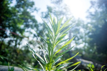 DSC08580-CS6-RAW.JPG