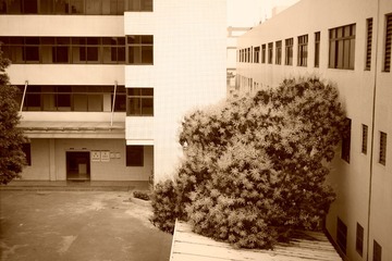 DSC07357棕褐色.JPG