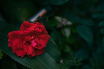 DSC01955-LR