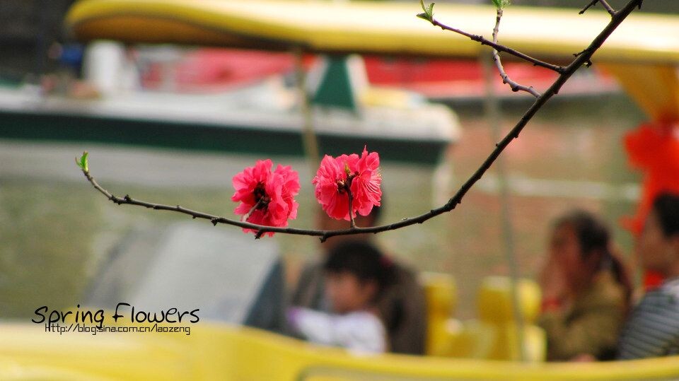 Spring flowers<br />
