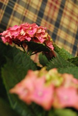 DSC_0001.JPG