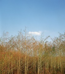 秋草后，青空长