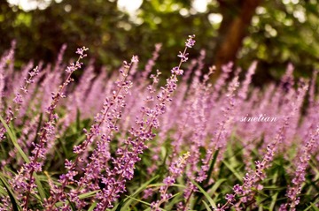 DSC2011083001.jpg