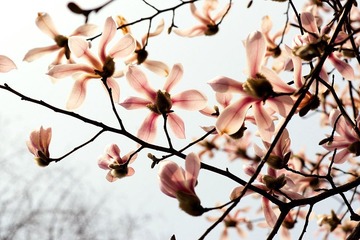 2012032101 戀花.jpg