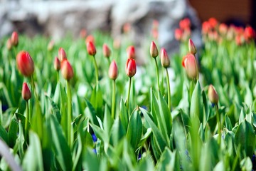 2012032102 戀花.jpg