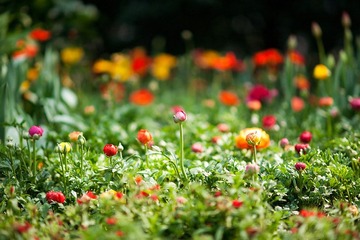 2012032103 戀花.jpg