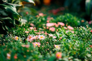 2012032104 戀花.jpg