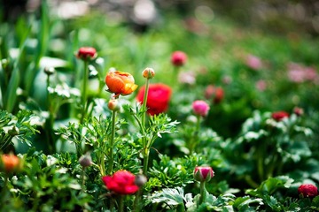 2012032106 戀花.jpg