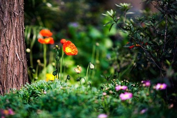 2012032107 戀花.jpg