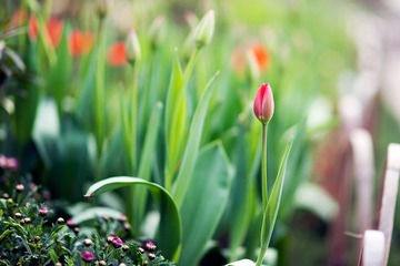 2012032108 戀花.jpg