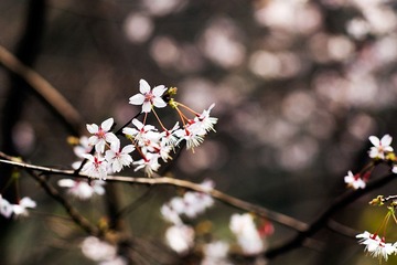2012032109 戀花.jpg