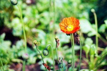 2012032114 戀花.jpg