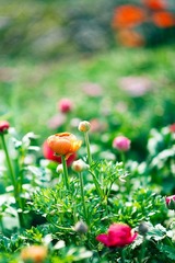 2012032115 戀花.jpg