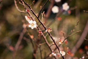 2012032201 戀花.jpg