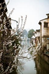 2012032202 戀花.jpg