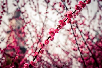 2012032203 戀花.jpg