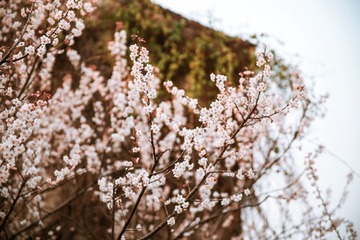 2012032205 戀花.jpg