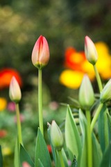 2012032206 戀花.jpg