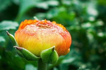 2012032301 戀花.jpg