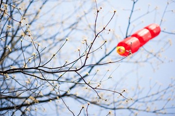 2012032401 戀花.jpg
