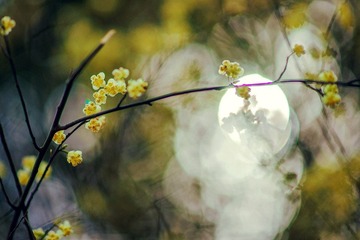 2012032601 戀花.jpg