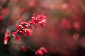 2012032901 戀花.jpg