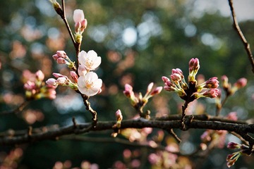 2012032902 戀花.jpg