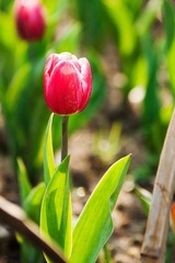2012033002 戀花.jpg