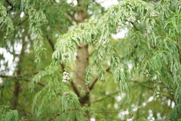 40CF50D4-A858-488B-9B6A-1C175F0F196B/L0/001