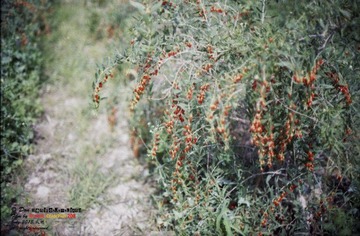 Kodak013_gai_1.jpg