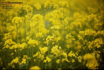 Kodak035_gai_1.jpg