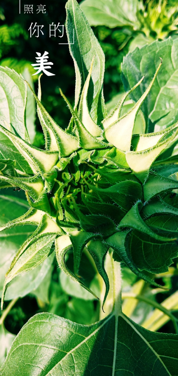 未开花的向日葵