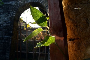 DSC_3786.jpg