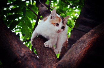 DSC_4200.jpg