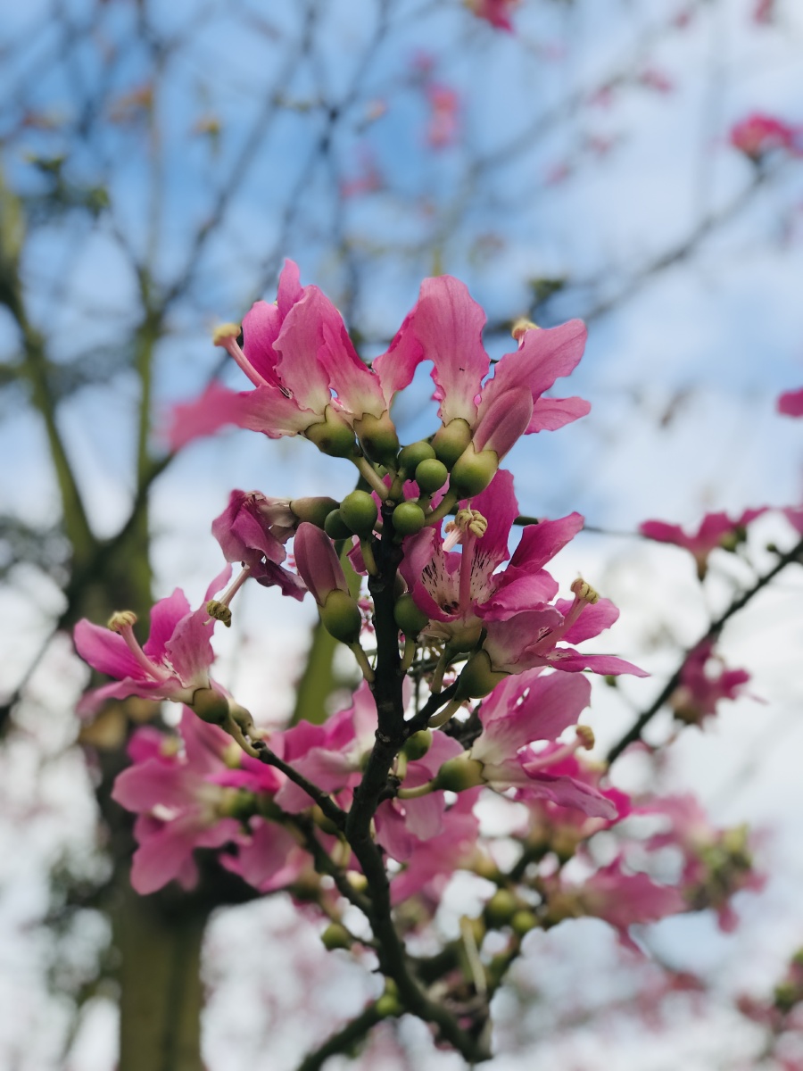 巴西木棉(又叫异木棉) - flower儿 - 图虫