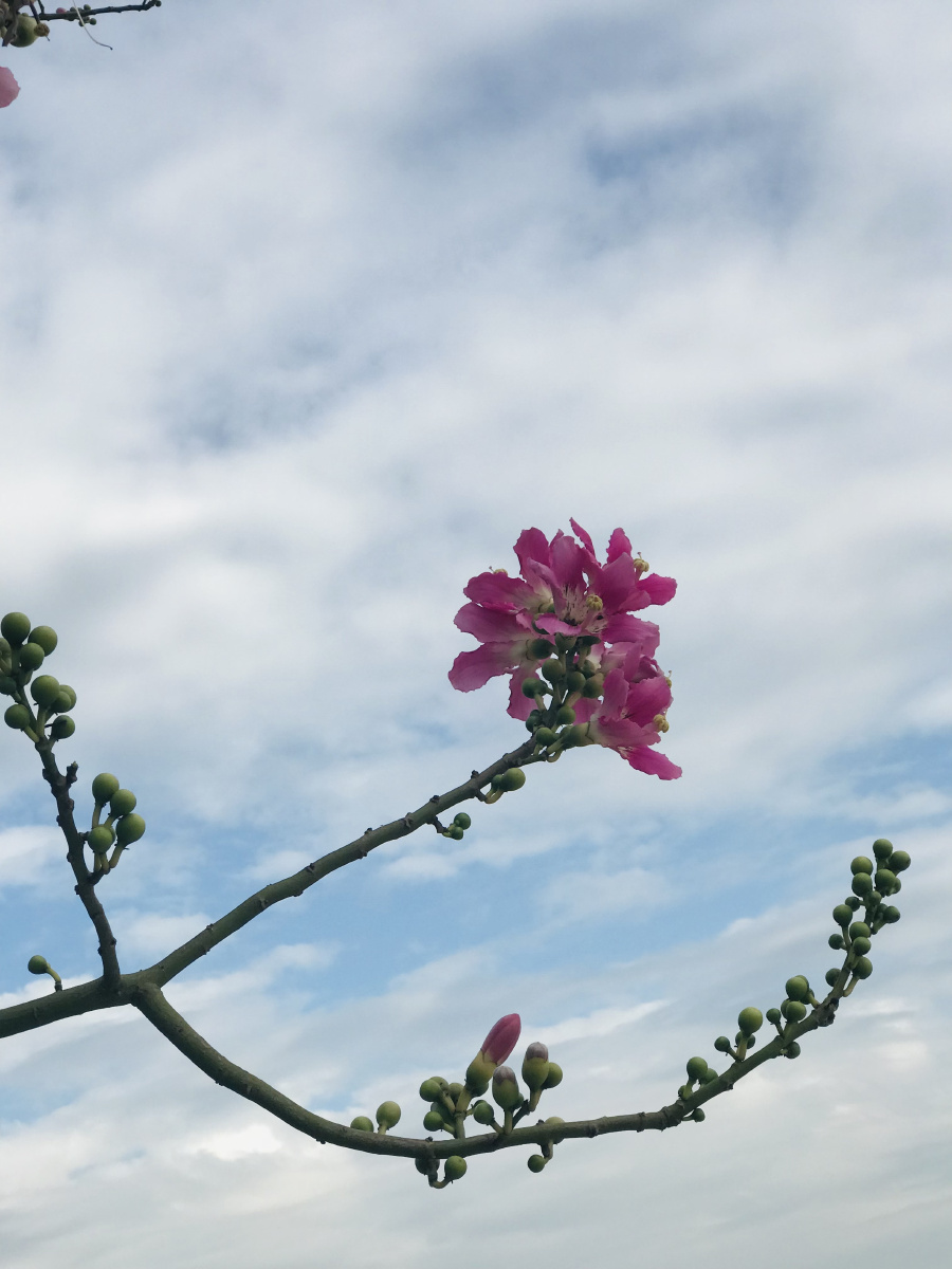 巴西木棉(又叫异木棉) - flower儿 - 图虫