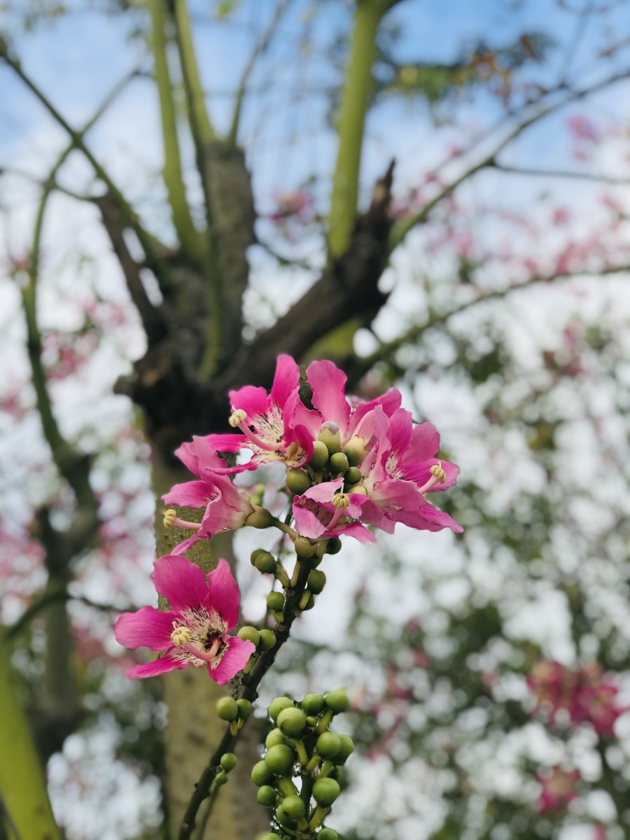 巴西木棉(又叫异木棉) - flower儿 - 图虫